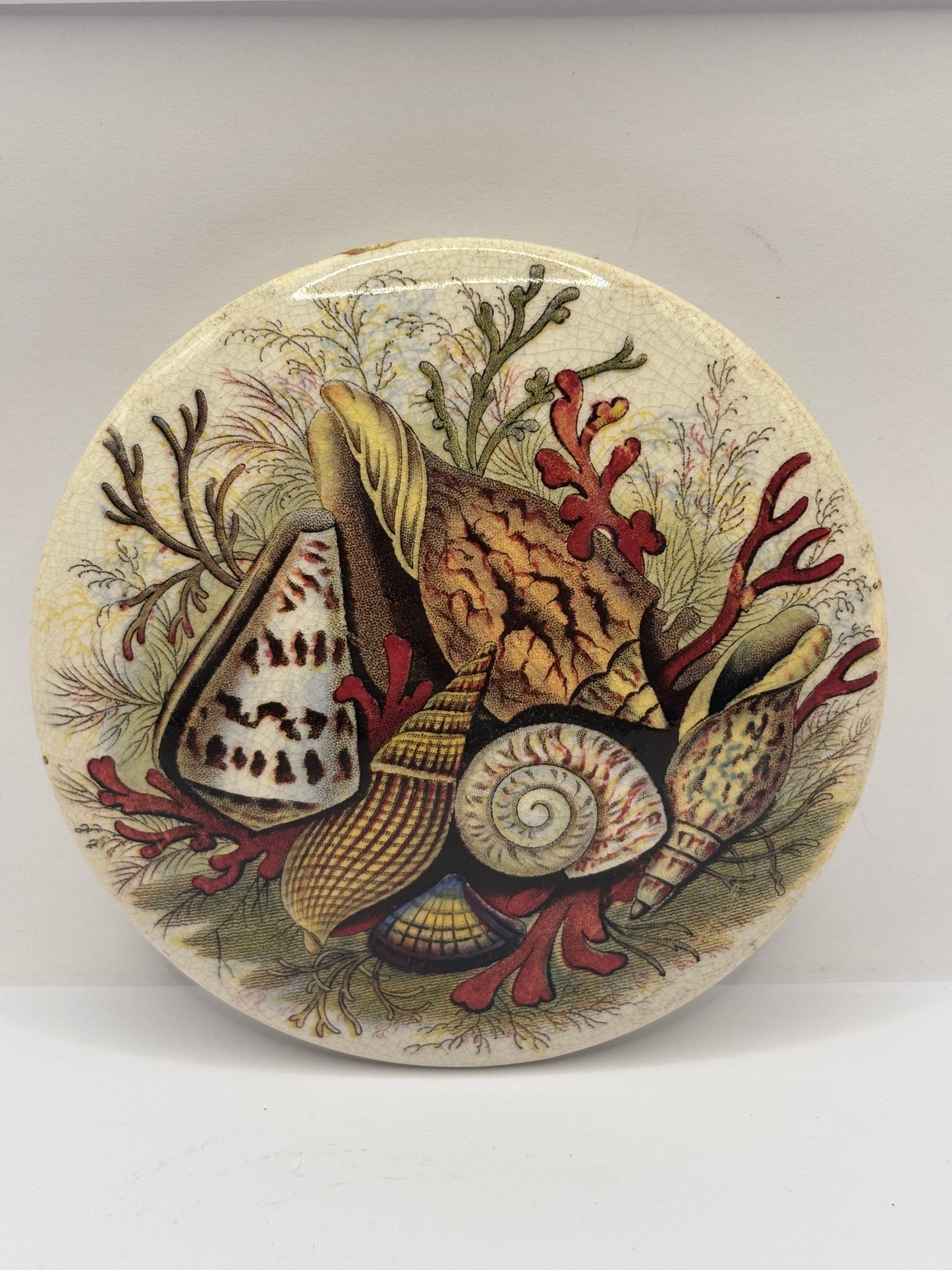 Old prattware lid, shells