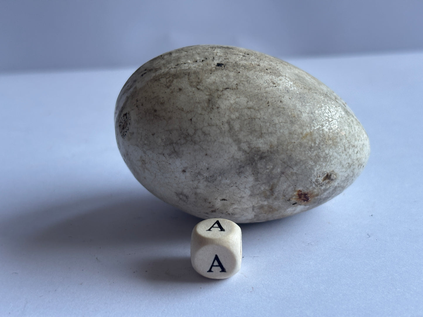 Old pot egg, dummy egg, broody egg (a)