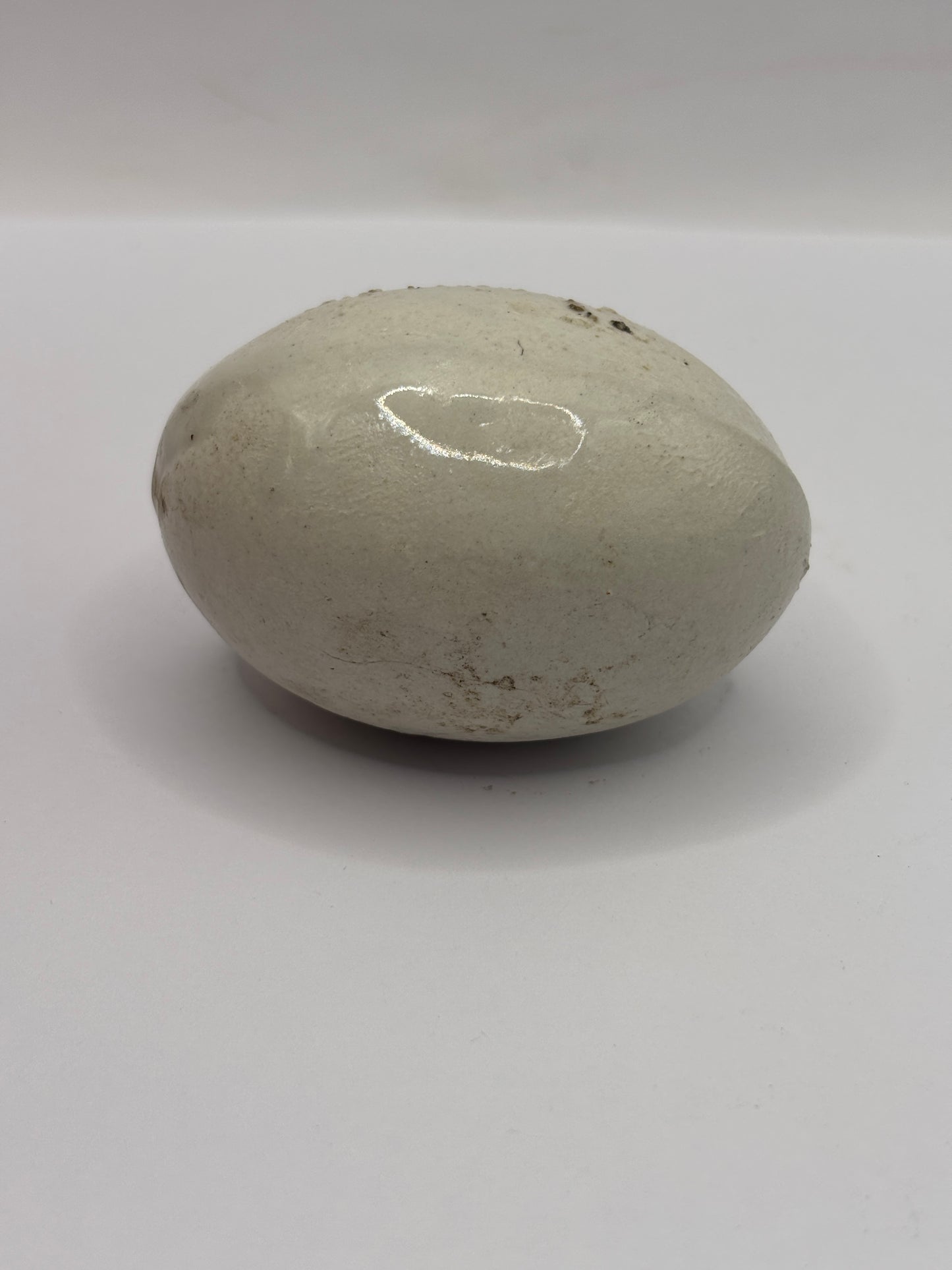 Old dummy egg, pot egg, broody egg